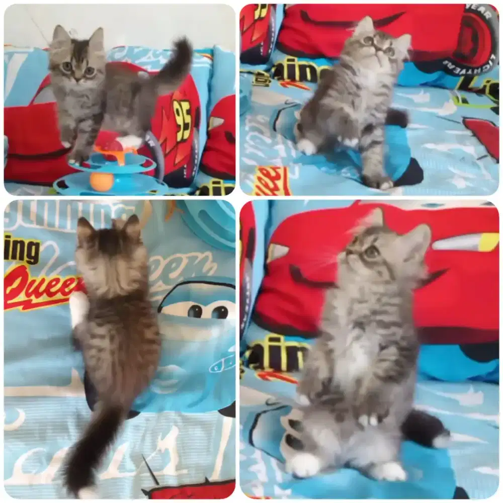 Kitten Persia Jantan