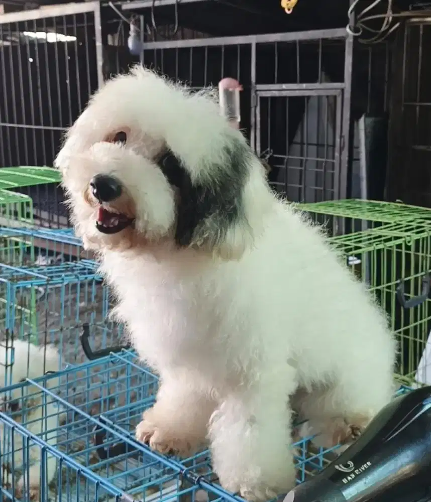 Anjing poodle jantan cakep