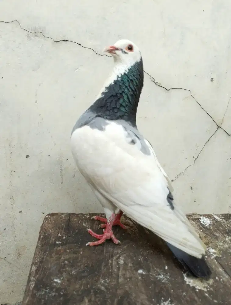 Burung dara merpati blantong sepasang