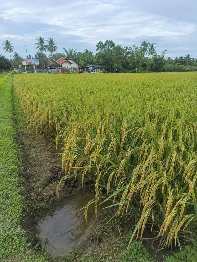 DI JUAL CEPAT TANPA PRANTARA tanah 1 hektar di kawarang