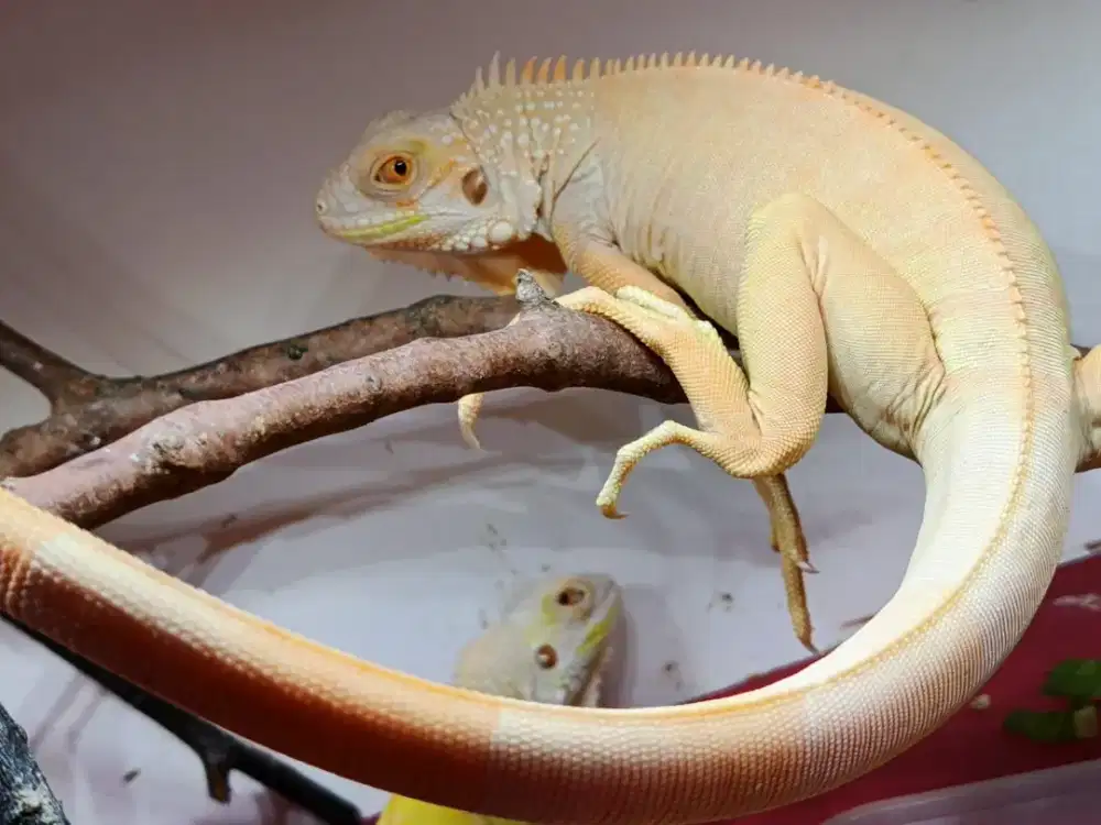 Iguana Blue Dan Albino