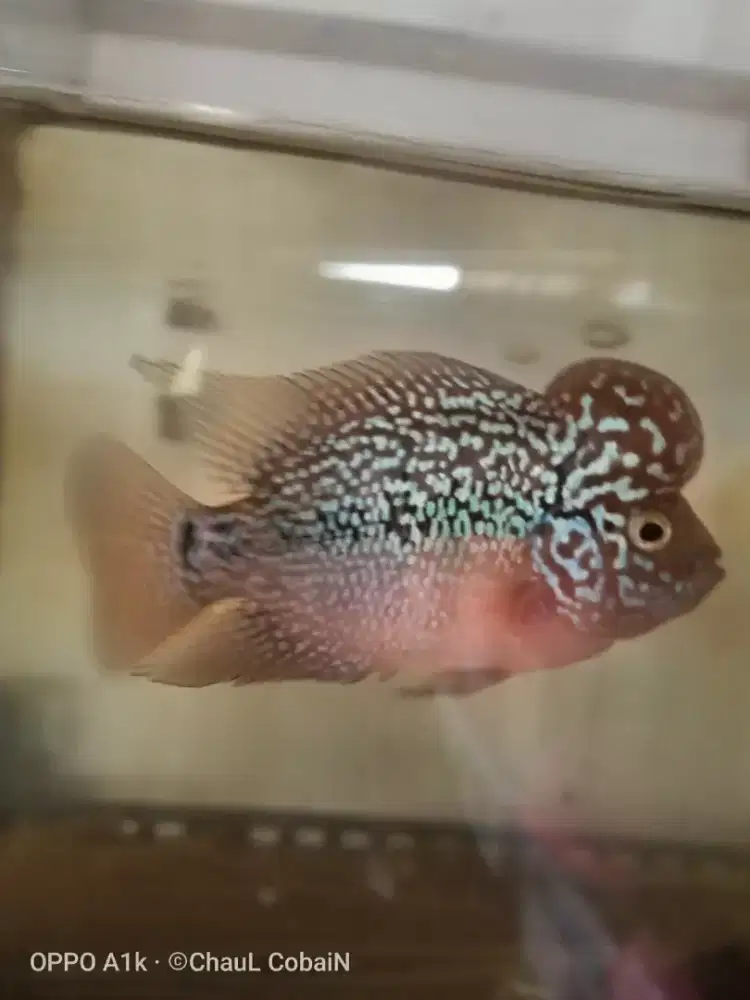 Louhan kamfa f3 mata putih