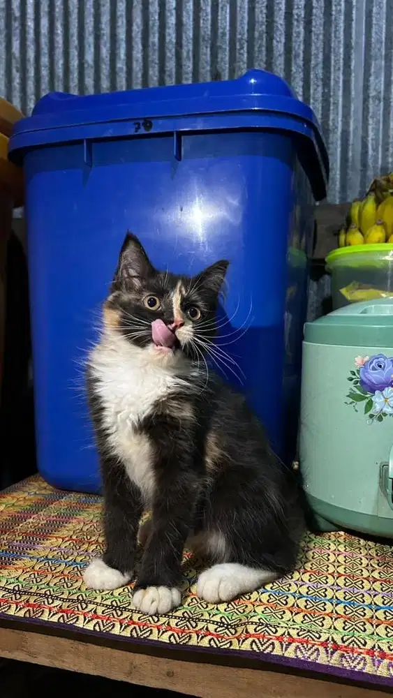 Kucing Persia  Medium