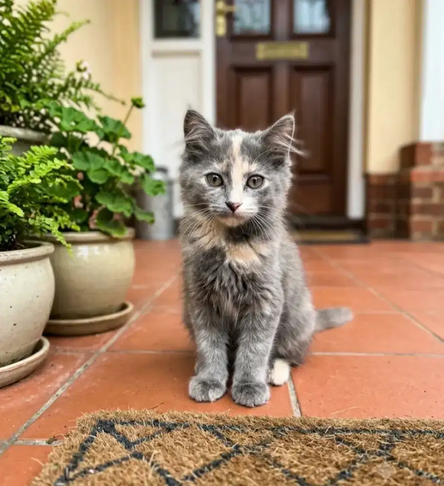 Betina 3bulan blue tortie