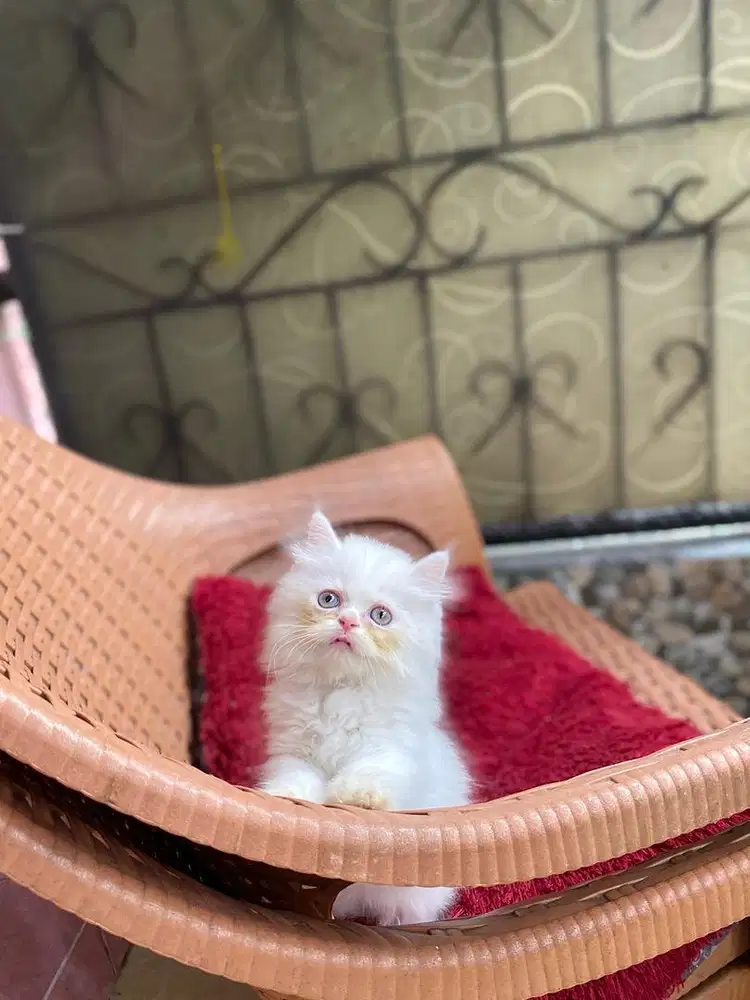 persian bigbone 4 ekor