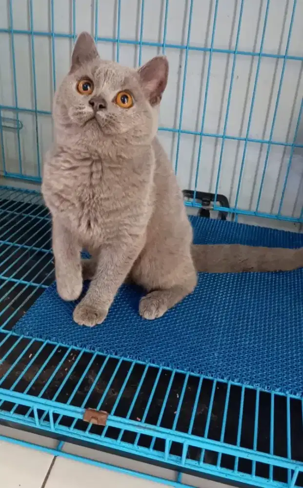 BSH Light blue jantan 4,5bulan