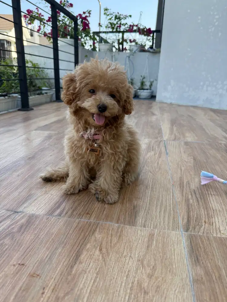 Toy Poodle Stambum Microchip usia 4bln female