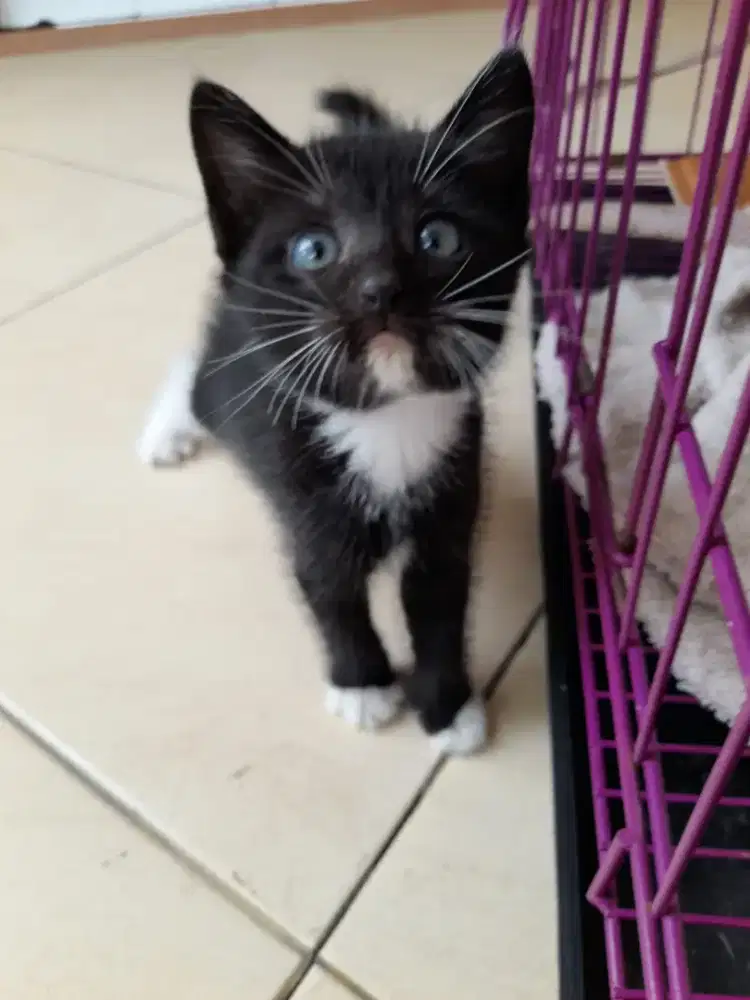 Jual Kucing Persia