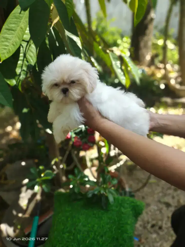 Puppy Shihtzu Female Rare colour