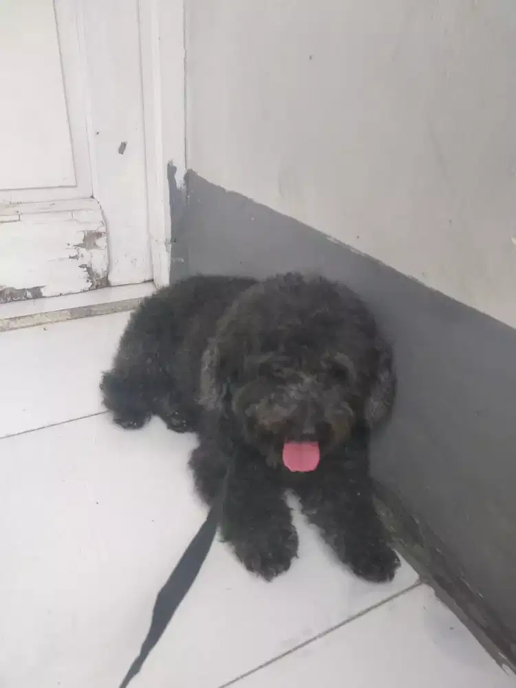 poodle toy jantan murah