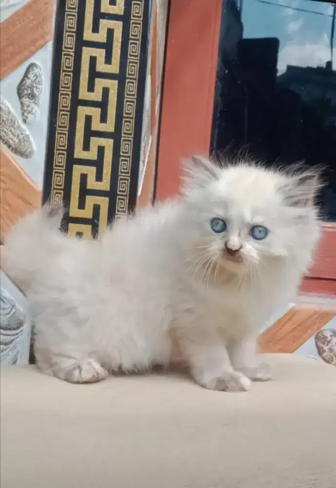 Kucing Himalaya Jantan