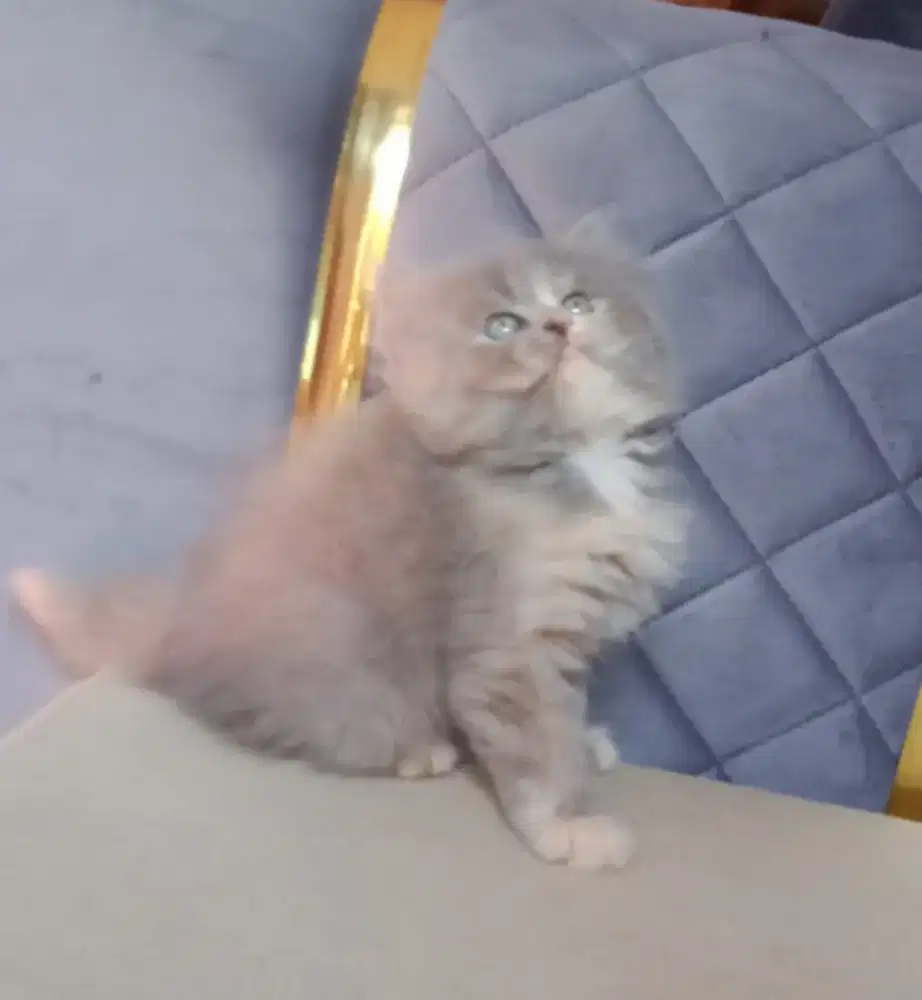 Kucing persia medium betina