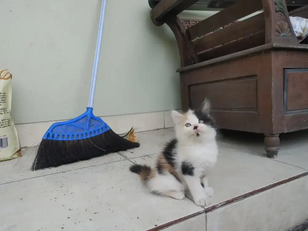 Kucing kitten persia / anggora / himalaya / peaknose / flatnose