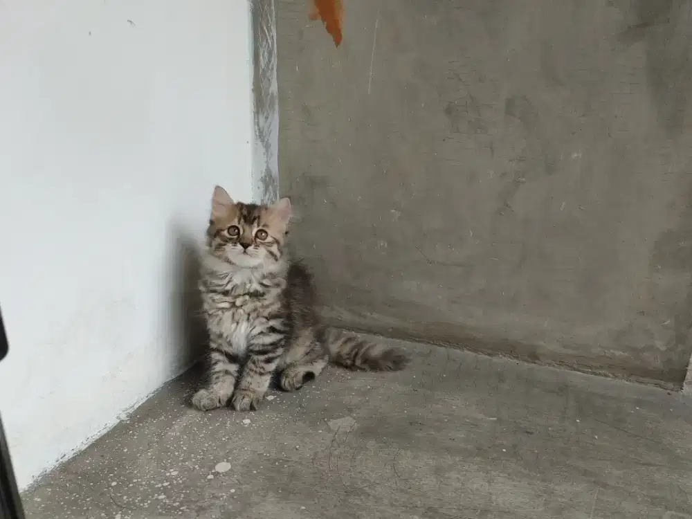 Kucing kitten persia mix mainecoon / anggora / himalaya / peaknose