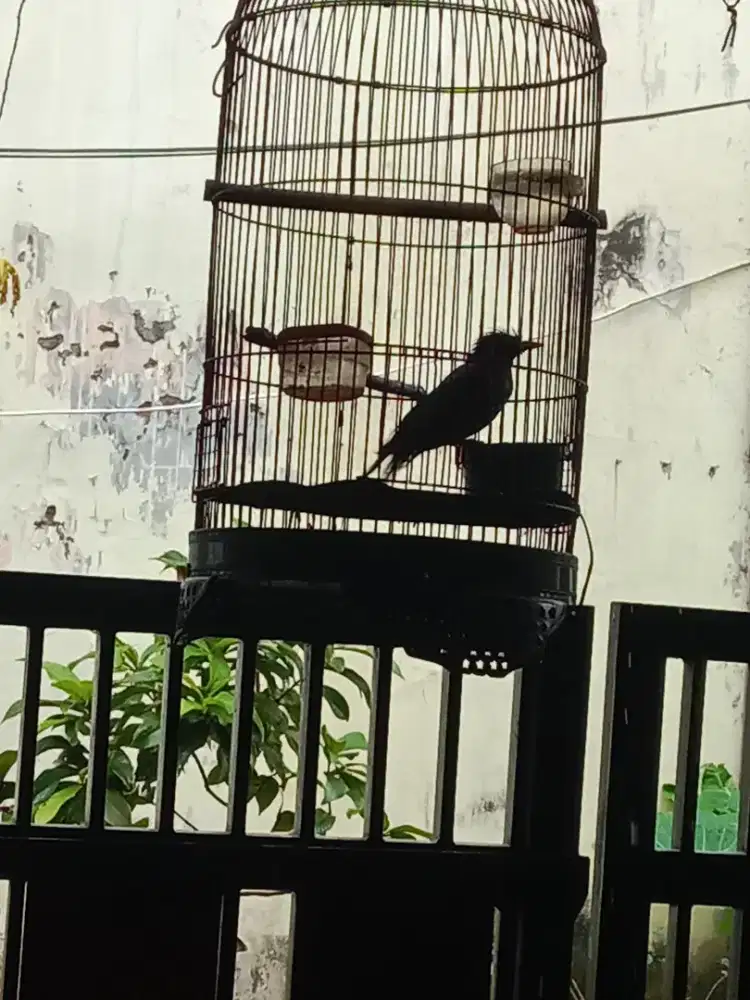 Dijual Jalak Kebo + kandang