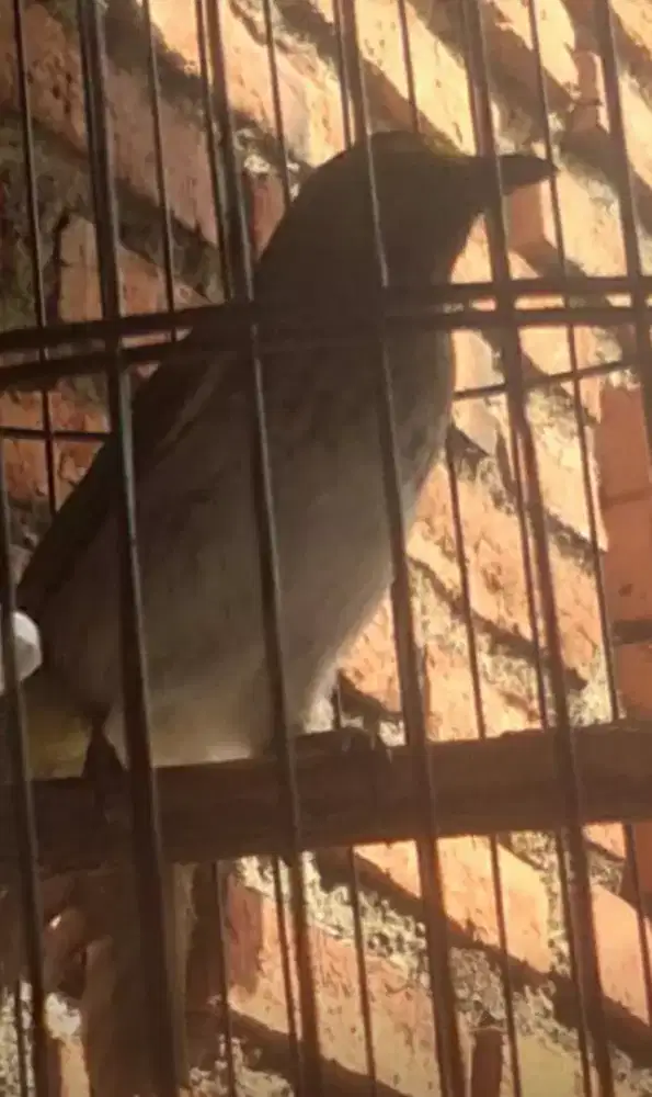 Burung cucak wilis gacor 110 fulset / yang php mingir