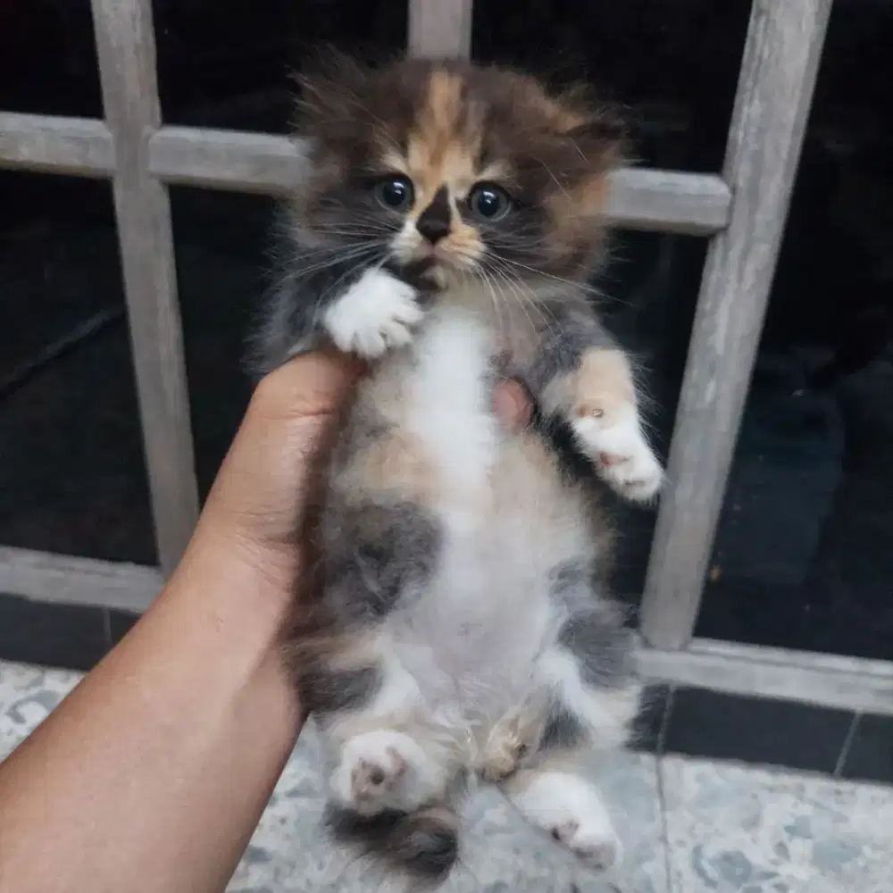 Persia Kitten beti