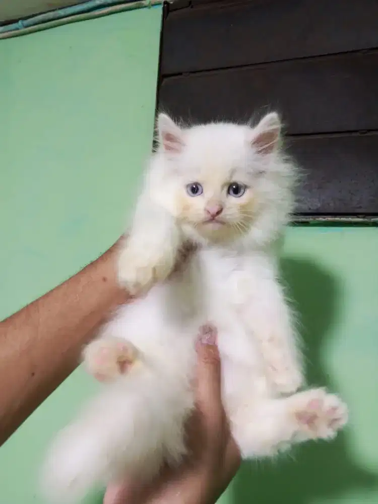 Kucing persia Himalaya