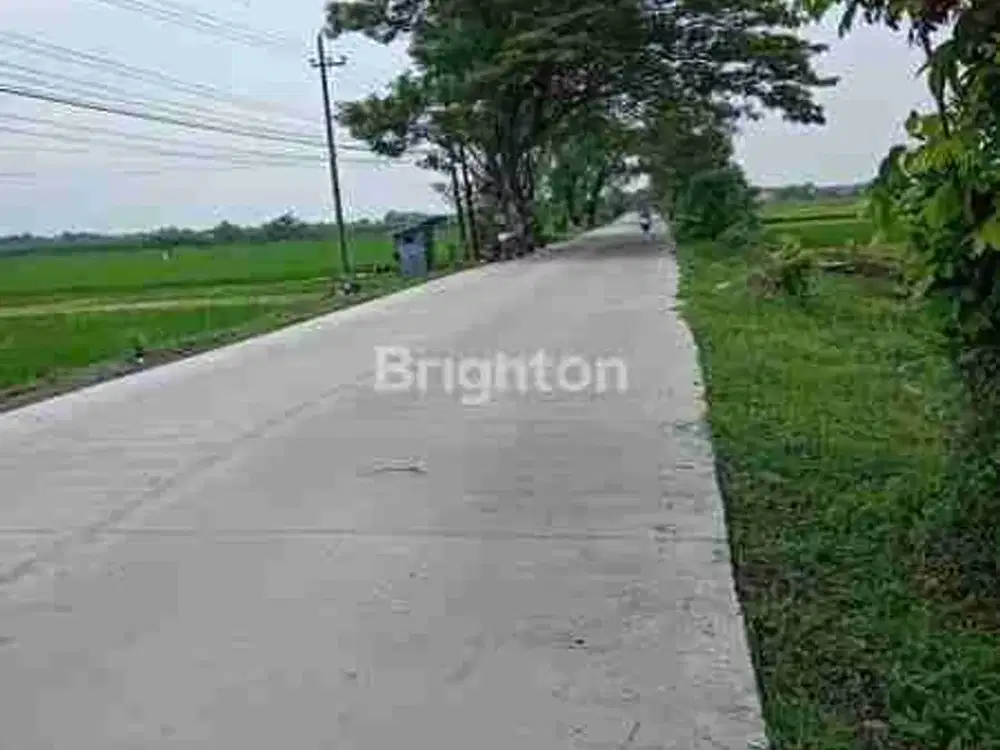 Tanah Sawah