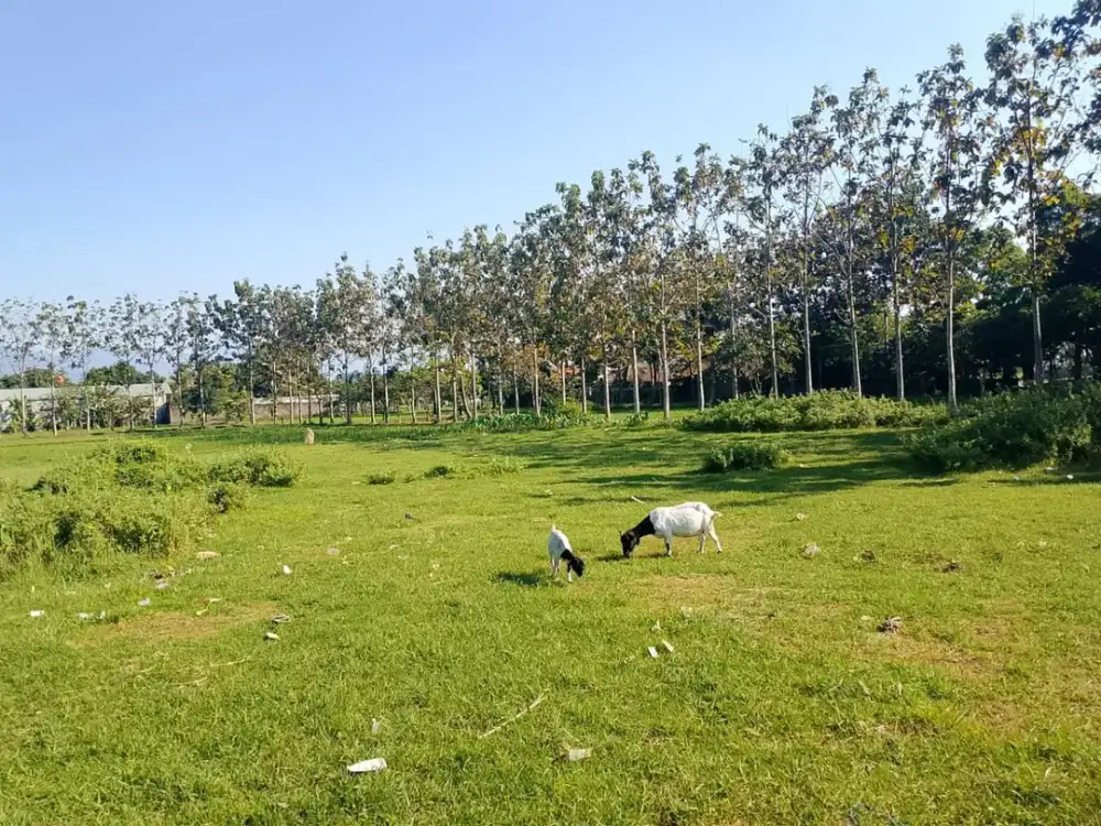 DIJUAL CEPAT SEBIDANG TANAH AREA MAJALAYA CICALENGKA MAINROAD POSISI HOOK