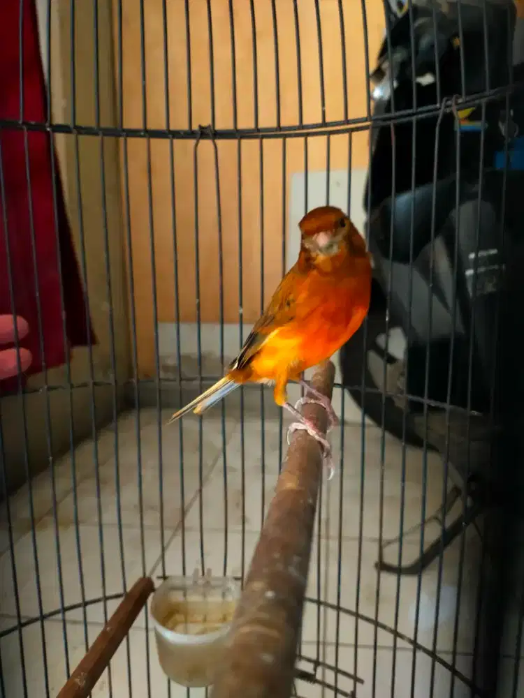 Burung kenari tricolor jantan gacor door