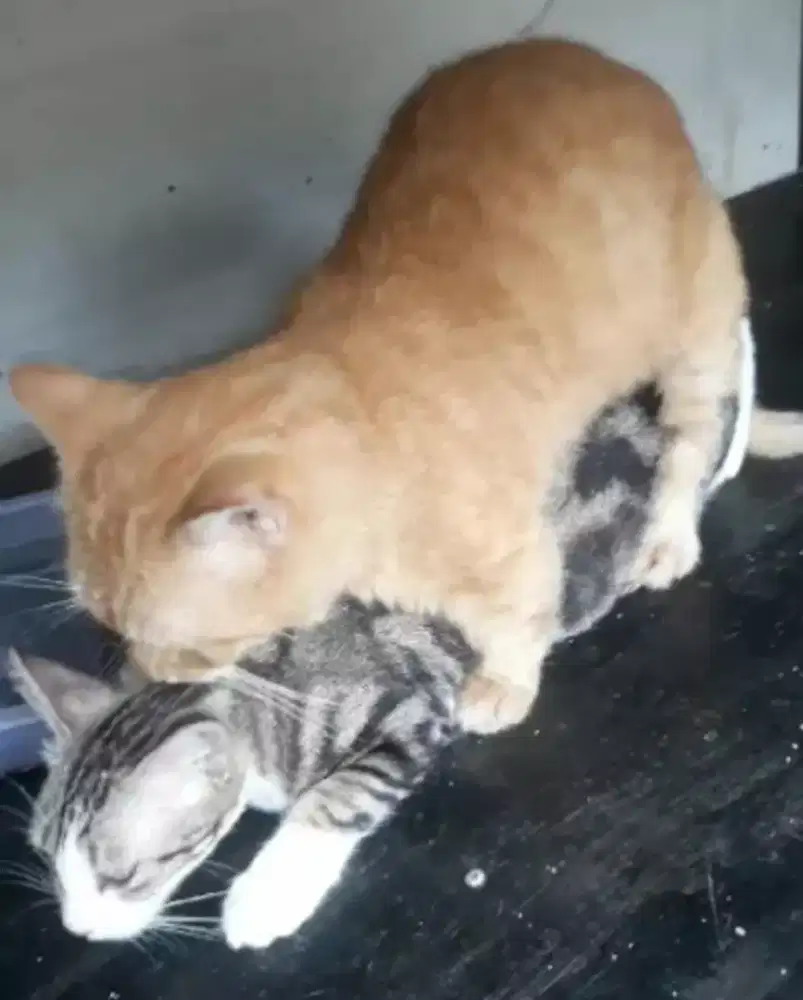 Munchkin jantan jago kawin.tanpa alat bantu