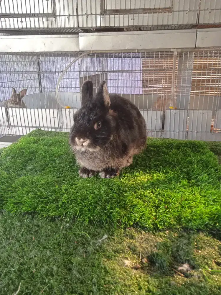 Kelinci Netherland dwarft jantan siap kawin