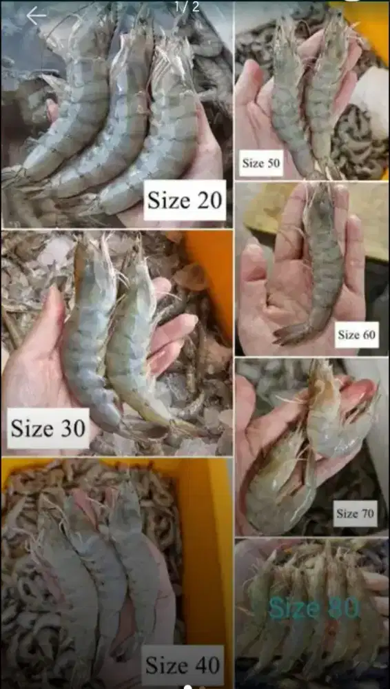 Udang fresh premium