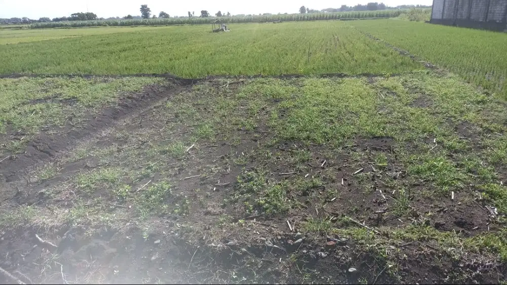 DIJUAL TANAH MURAH SUPER LUAS DAN STRATEGIS DI KESAMBEN JOMBANG!