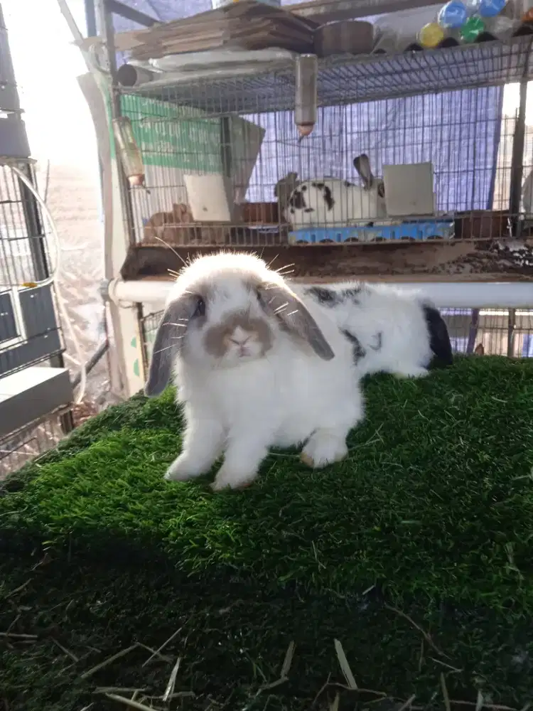 Kelinci Holland lop anakan