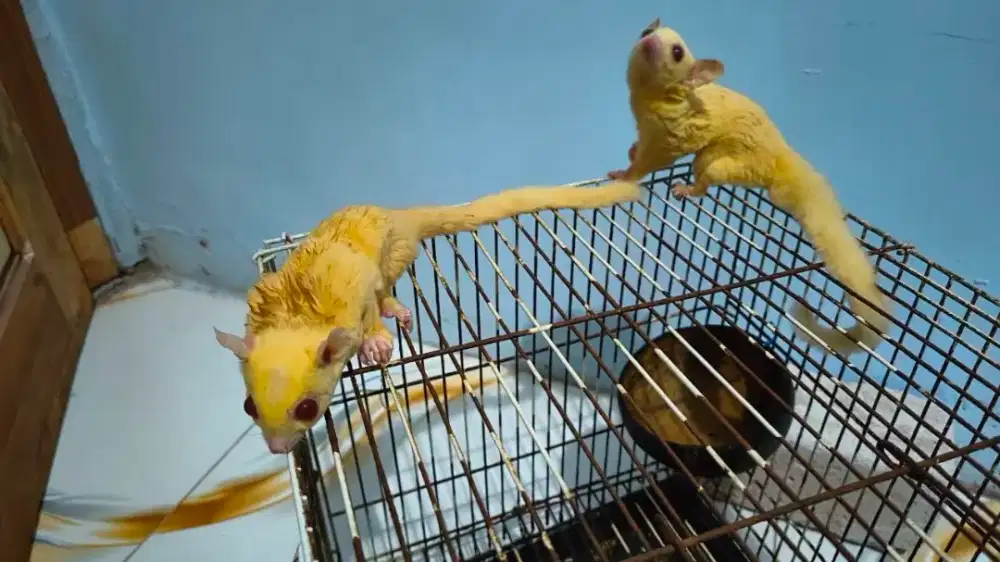Sugar glider sepasang creamino