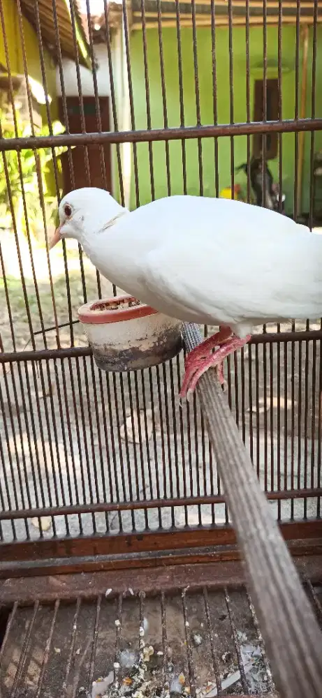 puter pelung putih gacor