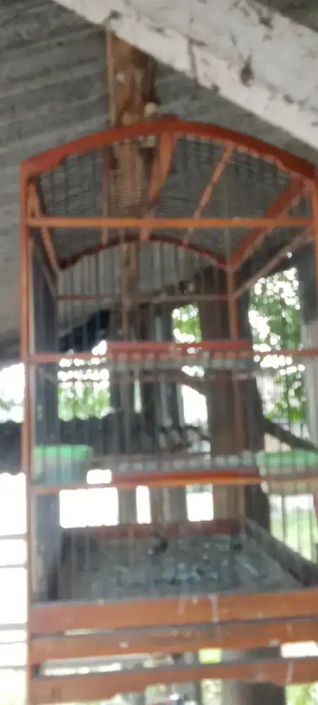 Di jual burung kacer