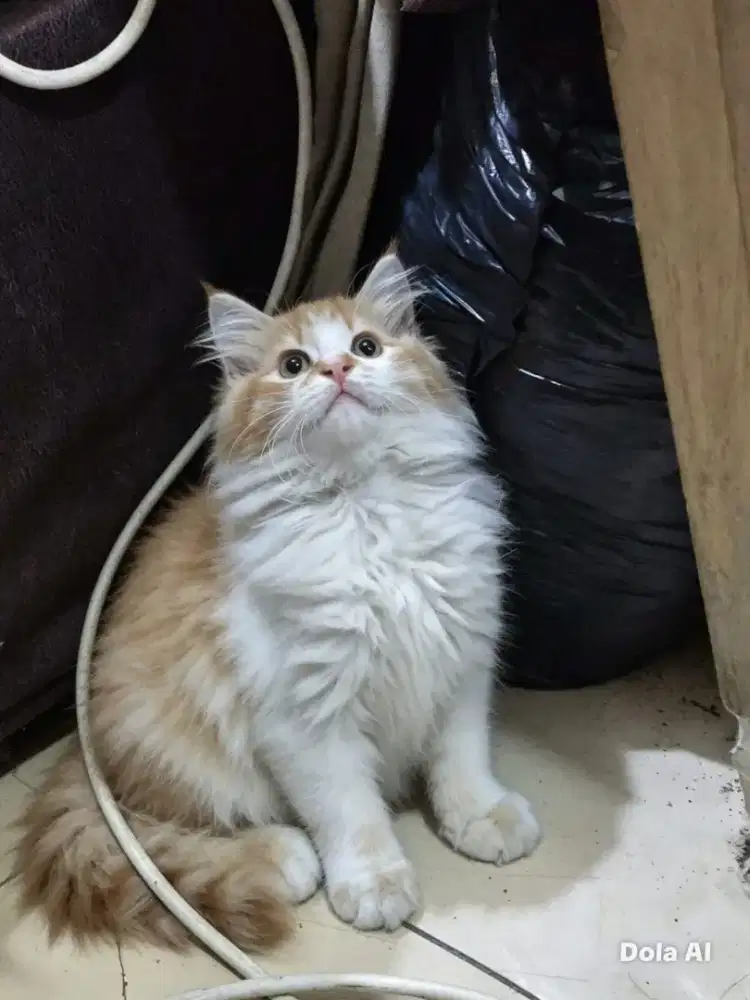 Kucing maincone mix kitten