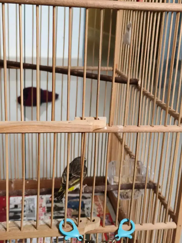 Burung blackstroat jantan udah mulai mau gacoran usia 6bulanan sehat l