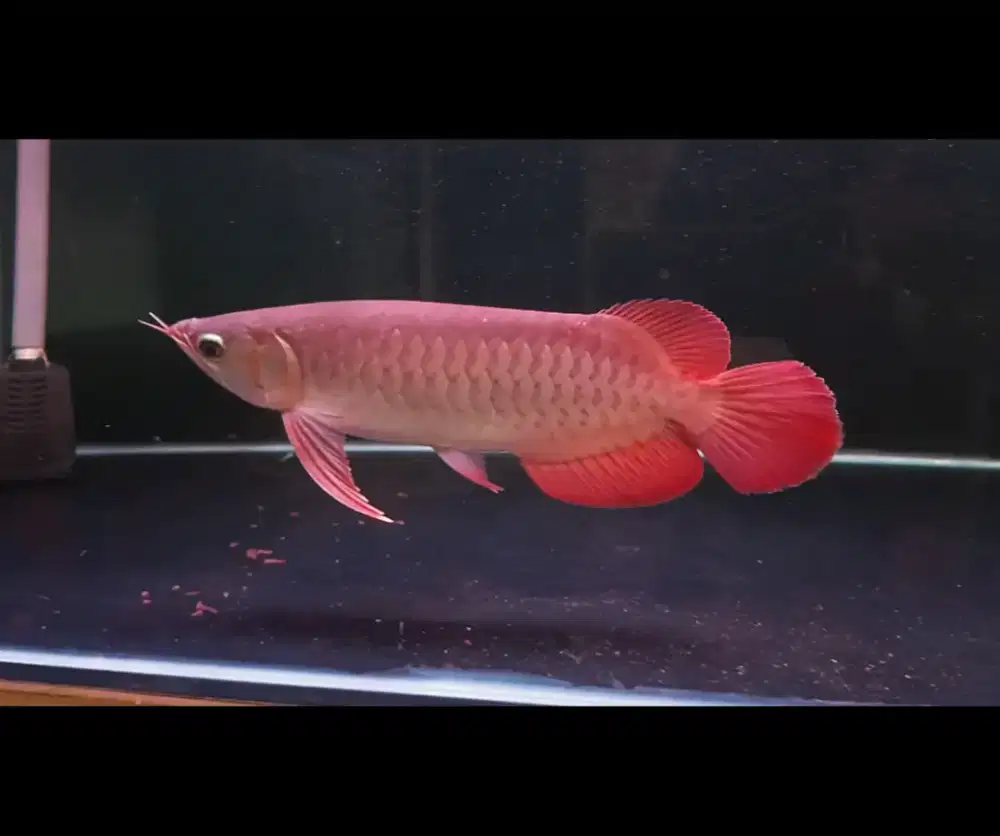 Arwana Super Red -+30cm