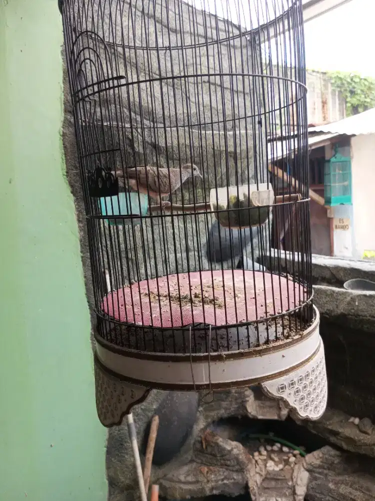 Perkutut lokal rajin banget