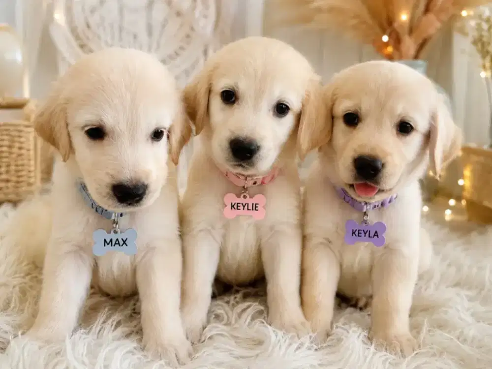Golden Retriever white cream
