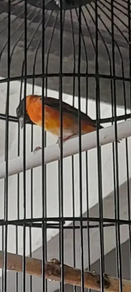 Burung rdskin clasik gacor