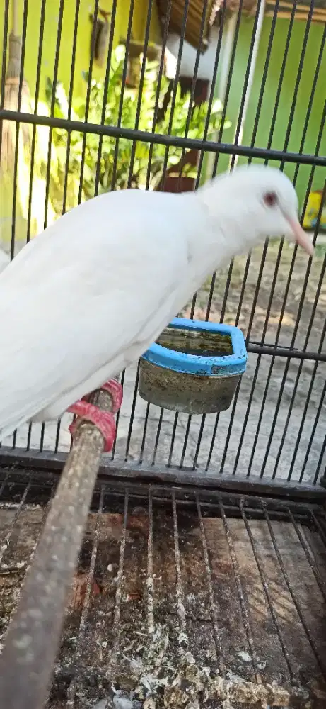 puter pelung albino betina