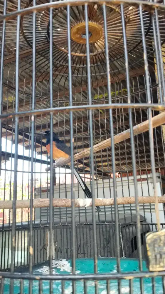 Burung muray medan