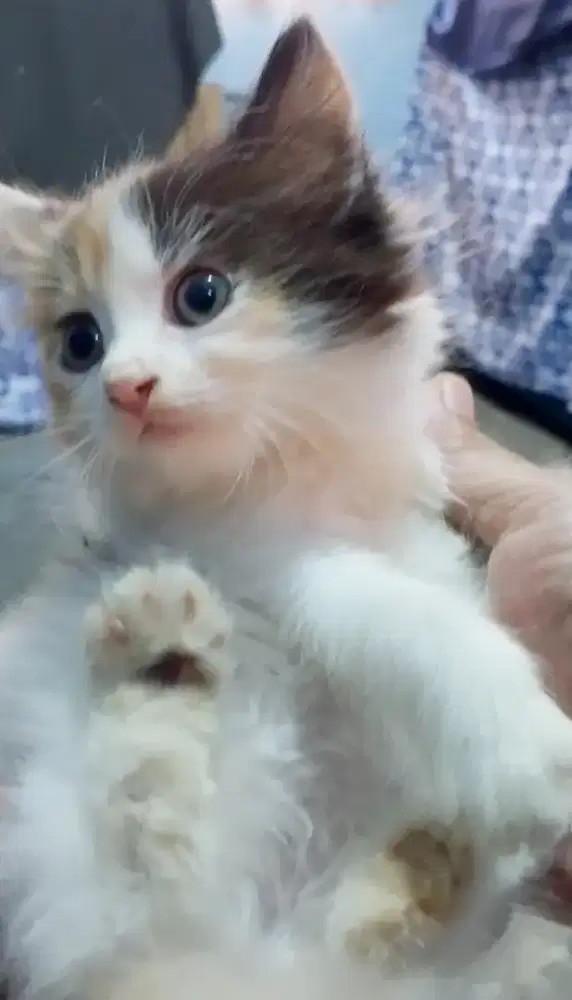 Munchkin ns (tidak cebol) mandiri Persia BSH Himalaya peaknose