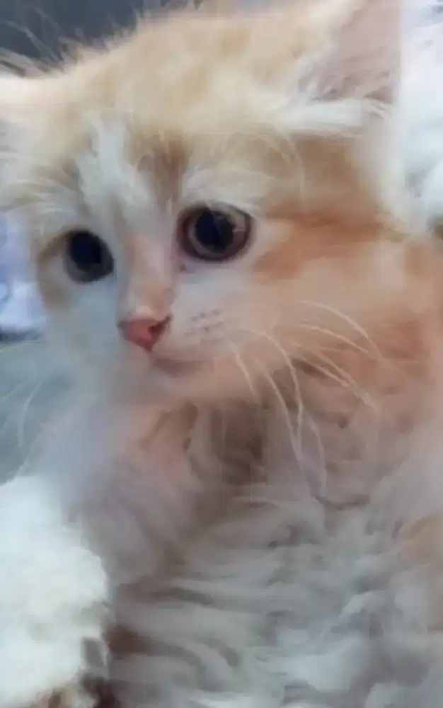 Munchkin ns (tidak cebol) betina Persia BSH Himalaya peaknose