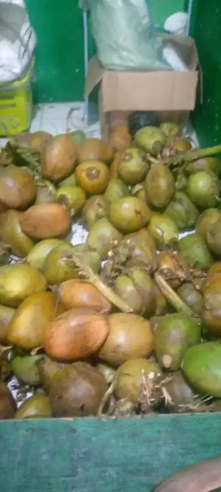 Tukang Porong Kelapa dan Ea Kelapa