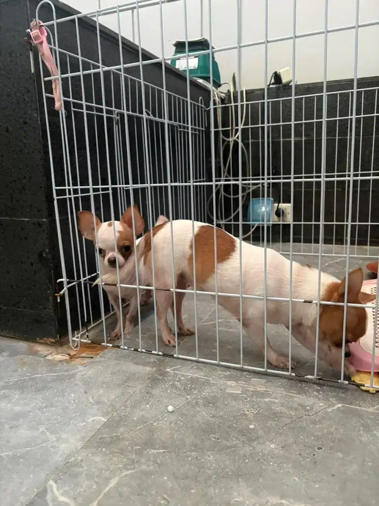 Anjing chihuahua