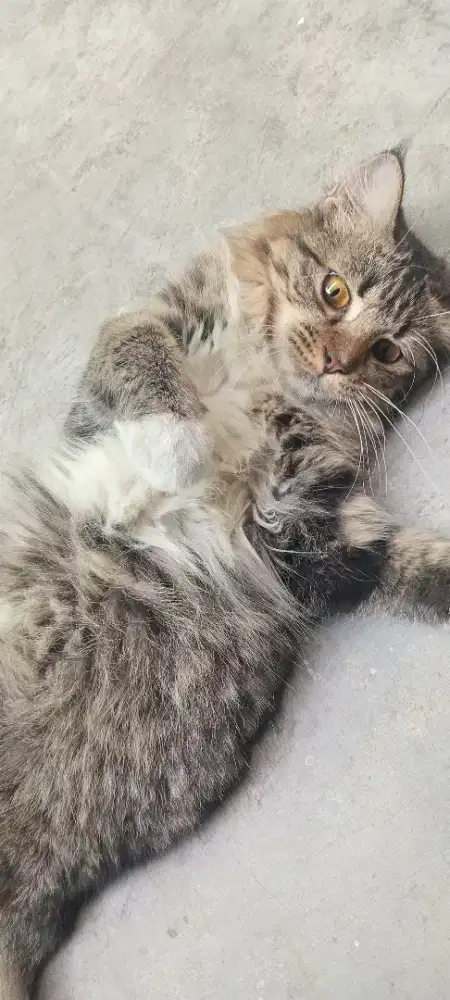 KITTEN PERSIA MEDIUM LONGHAIR 4.5 BULAN