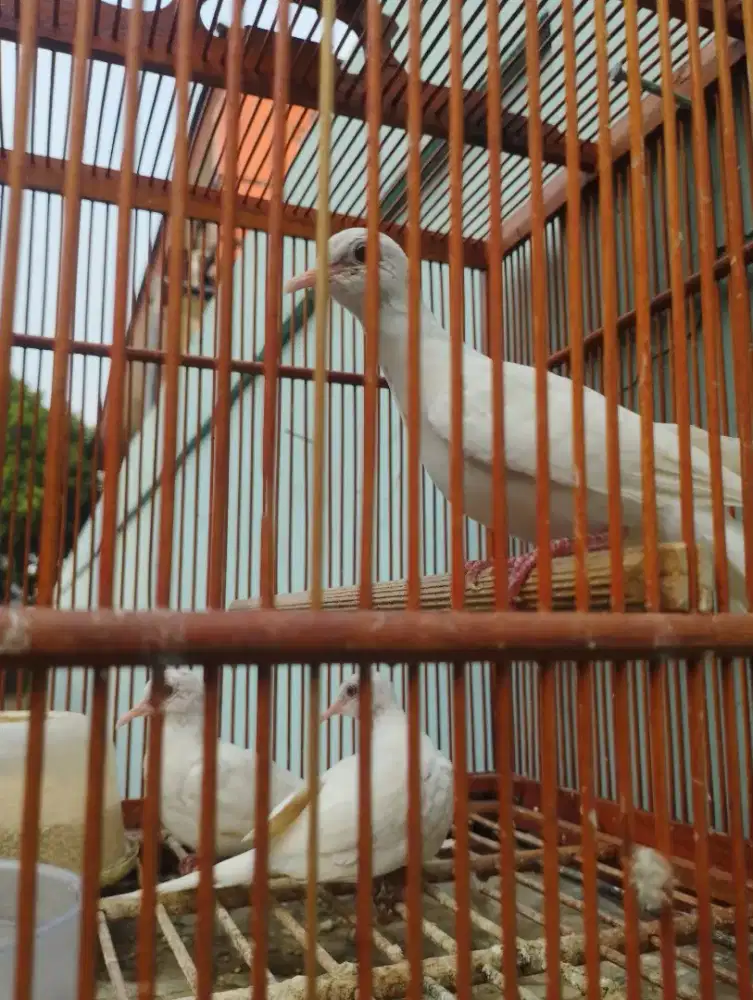 Perkutut putih kapas