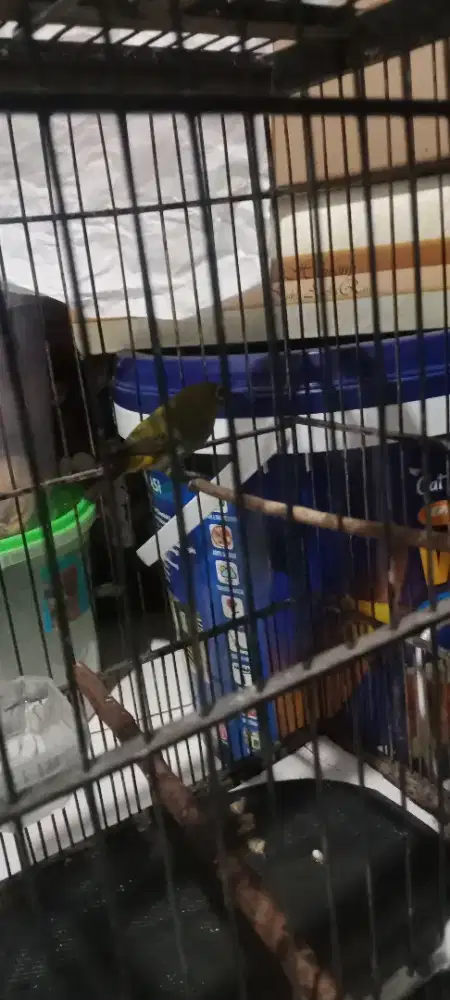 Burung koloni kecil jinak