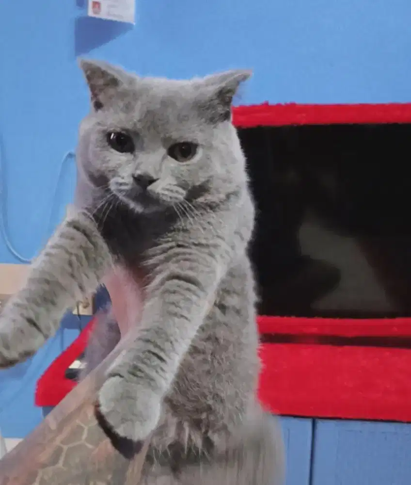 Britsh shorthair BSH