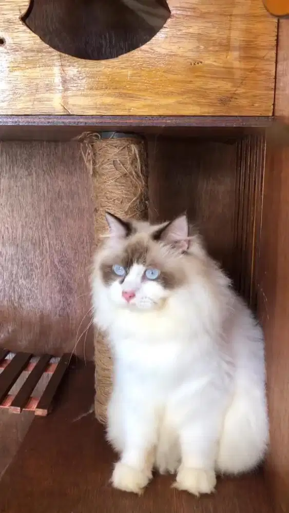KUCING RAS RAGDOLL BORONGAN